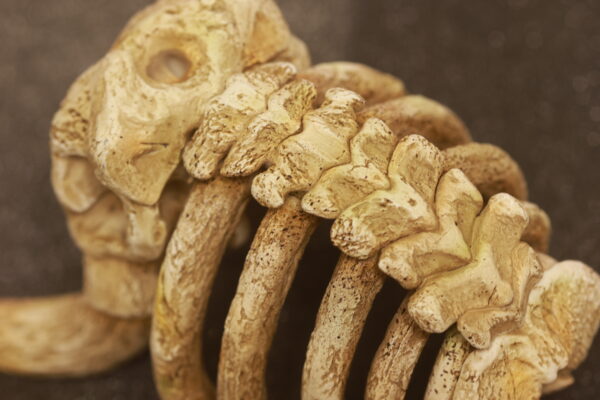 [Pre-Order] 1/20 Scale World Figure [Jiang Studio] -Mamoswine Skeleton - Image 6